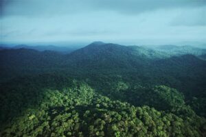 Gabon Infini : coalition et financement pour transformer la forêt en moteur durable